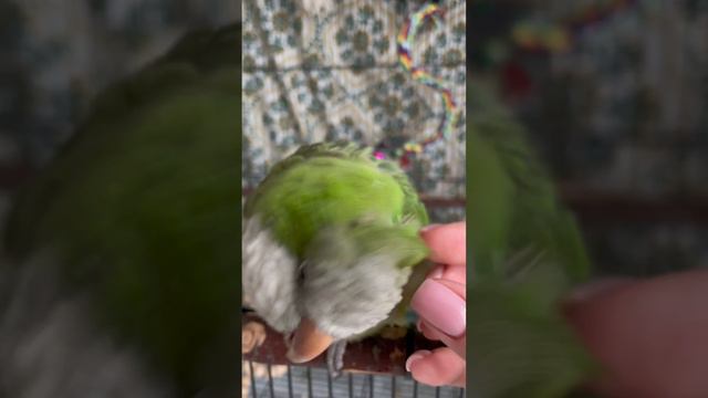 Мур мур мур