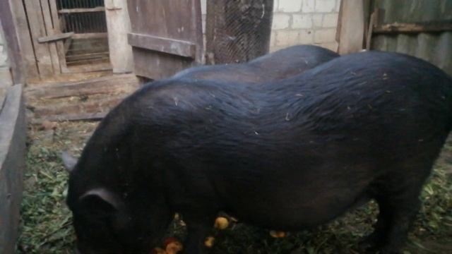 Вьетнамские свиньи выгодно? И как на них заработать!? смотреть онлайн