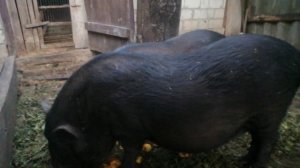 Вьетнамские свиньи выгодно? И как на них заработать!?