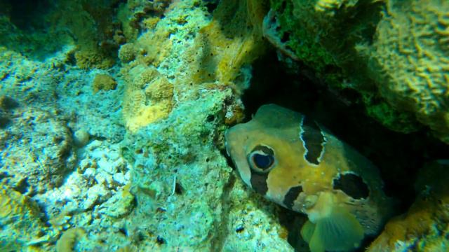 How coral restoration works. Coral Garden Maldives Maafushi by Eco Dives смотреть онлайн