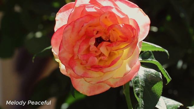Послушайте эту музыку и вам станет легче🌿музыка тревоги🌿успокаивающая нервная система🌿 смотреть онлайн