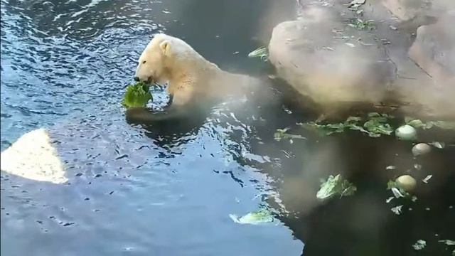 Столовка на воде- два в одном#Зоопарк Сан-Диего смотреть онлайн