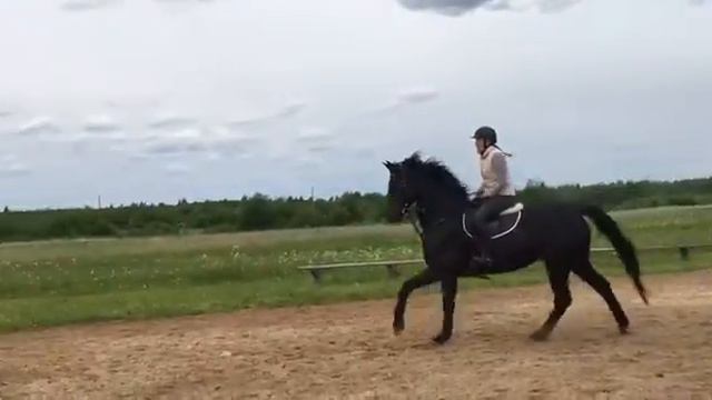 Эскуро и Диана. Тренировка 070618 1. Лошадь продается смотреть онлайн