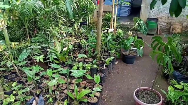 TANAMAN HIAS MURAH Di Bogor #tanamanhiasmurah #tanamanhiasviral #calathea #monstera #keladi #philo