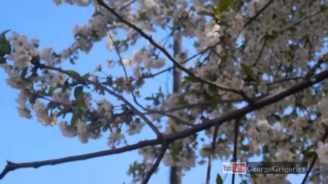 Весна пришла. Цветение вишни. смотреть онлайн