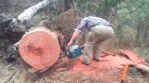 makita (Dolmar) dcs7901 in red box (Aussie hardwood)