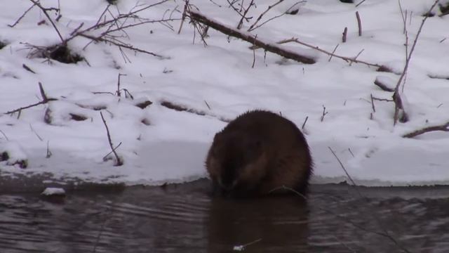 Mink & Muskrats on The River Bank! Olympus OMD EM1 300mm F-4 , MC20 2x, 150mm F-2.8 Canon Vixis R80 смотреть онлайн