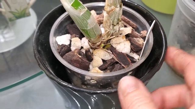 Катасетумы в Июне. 2021. Новые Тилландзии. смотреть онлайн