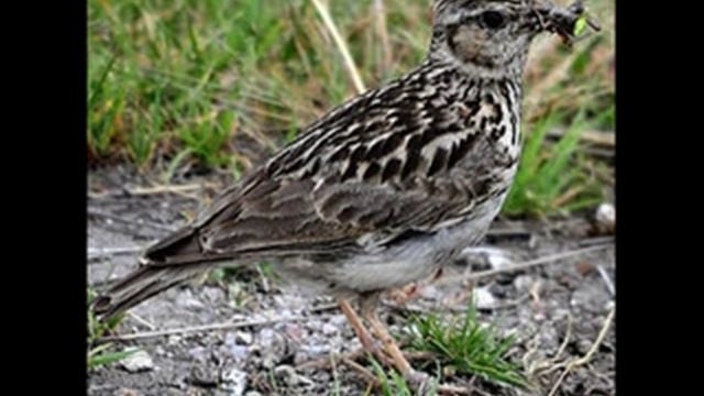 Лесной жаворонок (Юла) Crested Lark ч.19 смотреть онлайн