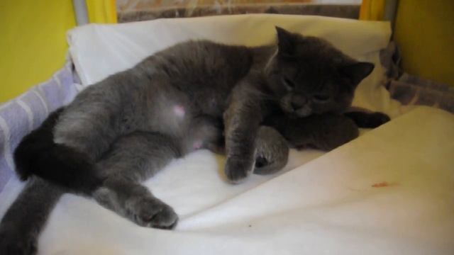 Британская кошка кормит своих новорожденных котят. British cat feeding her newborn kittens смотреть онлайн