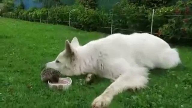 Копия видео "молодой пес и старый еж" смотреть онлайн