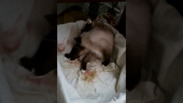 Первые роды у кошки смотреть онлайн