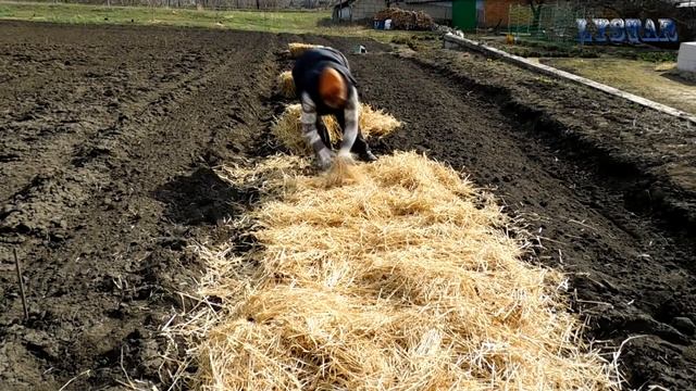 Сажаем картофель под солому картофель посадка как правильно посадить картофель смотреть онлайн