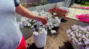 Тайдал - супер ампельная петуния : особенности ухода