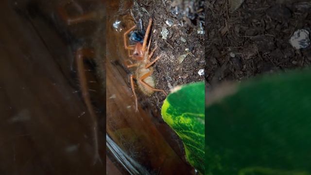 Solifugae (camel spider) eating смотреть онлайн