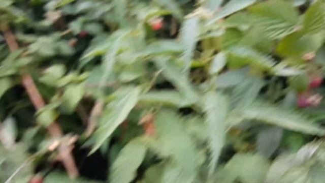 Делай Лучше