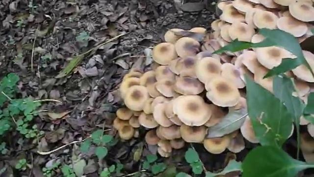 Mantar Ormanı смотреть онлайн