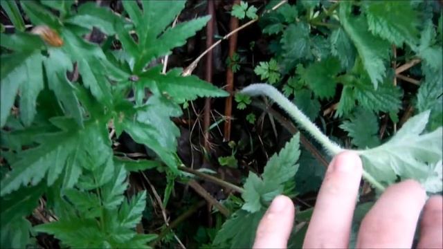 Небольшой обзор дикоросов мая. Заготовка трав для лесного супа. смотреть онлайн