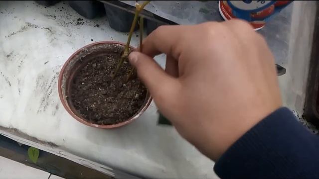 Размножение ЦИССУСА черенками в ДОМАШНИХ УСЛОВИЯХ / УКОРЕНЕНИЕ / смотреть онлайн