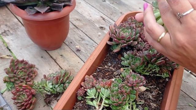 Graptoveria Bashful ( Pink Ruby) Dicas De Cuidados Com Esta Suculenta
