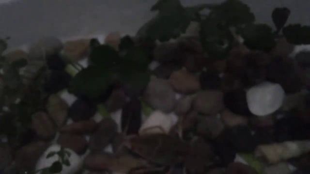 Развитие раков в не природе смотреть онлайн