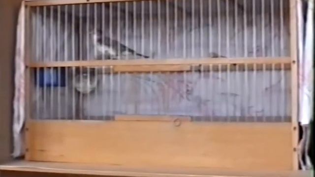 Птицы в домашних условиях смотреть онлайн
