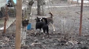 Собаки лают и бегают