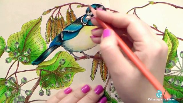 'Flower year' Eurasian Blue Tits. Part 2 / Coloring with Prismacolor pencils смотреть онлайн