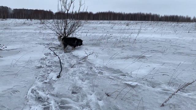 МАНГА ВЛОГ ❄️ БАЛДЁЖНАЯ ХАСКИ ☃️ ОБСУЖДАЕМ ИСТАРИ смотреть онлайн