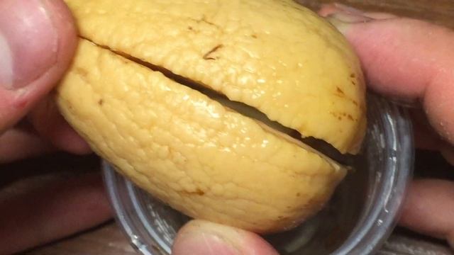 Как вырастить авокадо!!! (Сорт БОНДИ из Доминиканской республики) Удачно растет!!! смотреть онлайн
