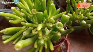 Крассула Хоббит.Уход.Как правильно поливать.