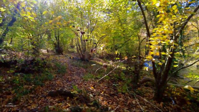 Прогулка по осеннему лесу в Крыму. Чернореченский каньон. Севастополь. Звуки окружающей среды смотреть онлайн