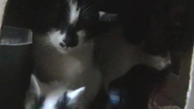 Бюджетный кошкин дом своими руками :) смотреть онлайн