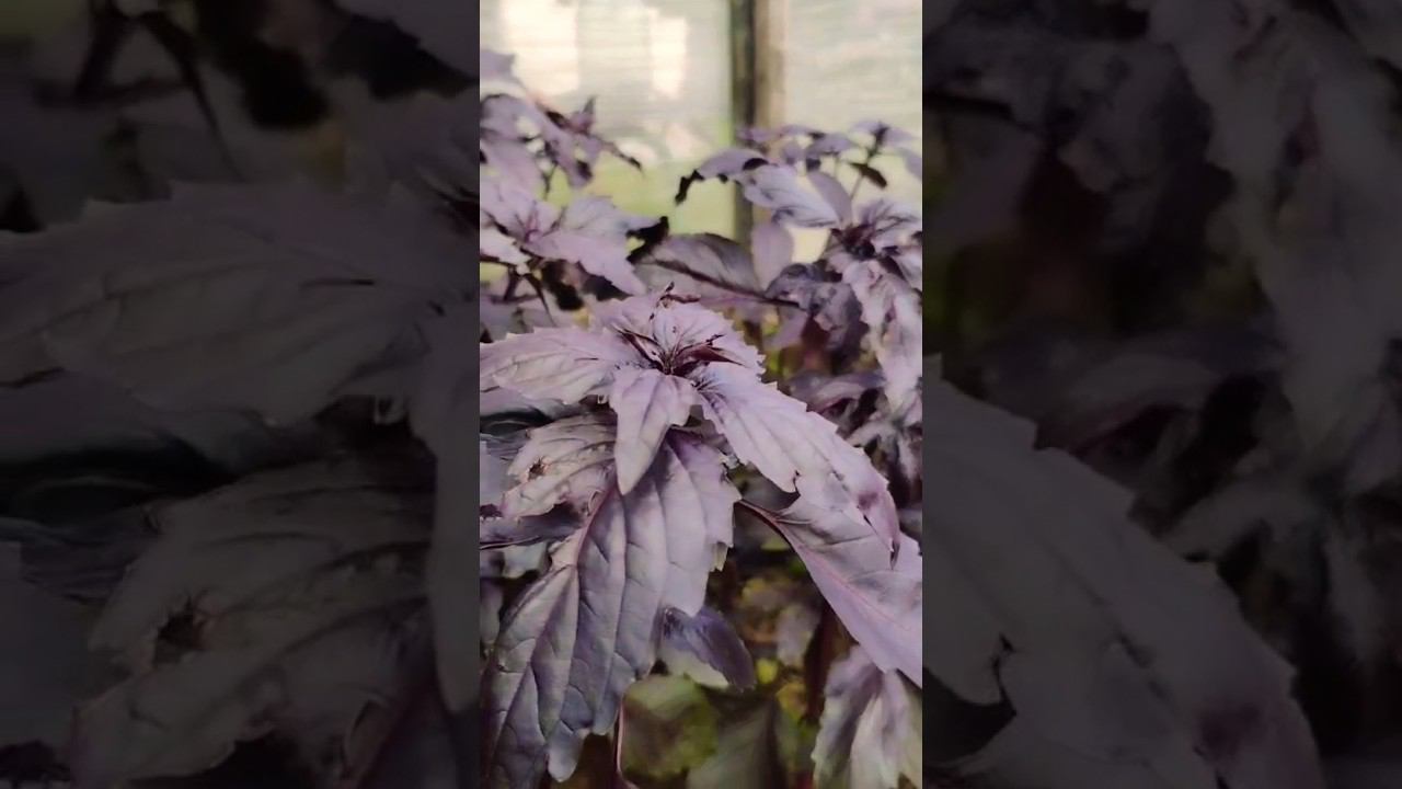 А вы какой любите базилик? #garden #дом #nature смотреть онлайн