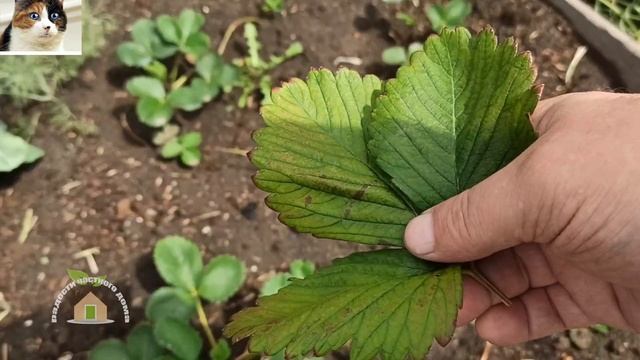 Бурая пятнистость клубники лечение. Бурые пятна на листьях клубники что делать