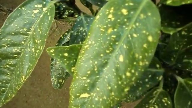 Aucuba japonica Variegata смотреть онлайн
