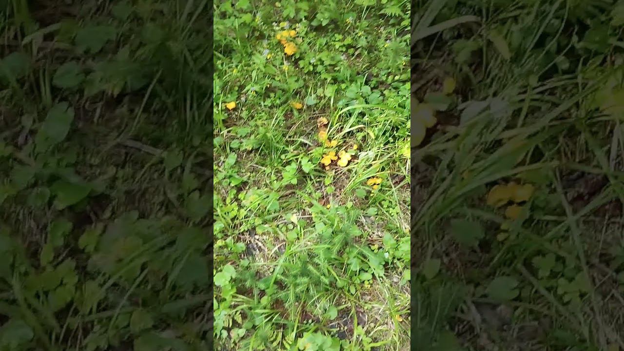 Грибы.Лисички.Целая поляна лисичек.Сбор грибов. #shortvideo #грибы #лисички #сборгрибов смотреть онлайн