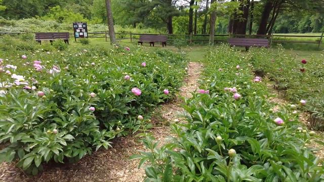 Sunday Funday and walk through Peony-field (1080p) смотреть онлайн