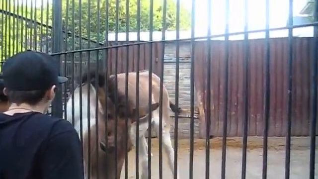 Жадный ослик в московском зоопарке смотреть онлайн