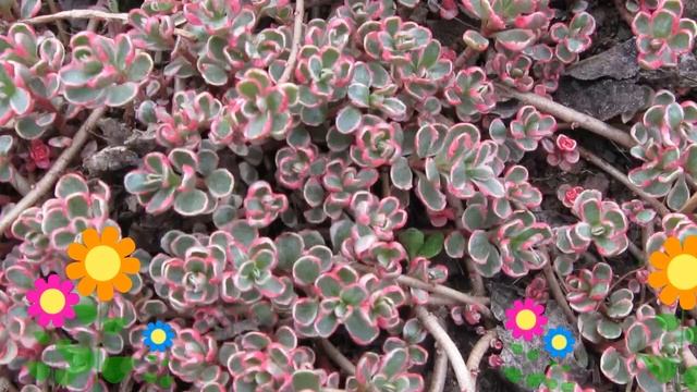 Очиток ложный Триколор (Tricolor). Краткий обзор, описание характеристик, где купить саженцы