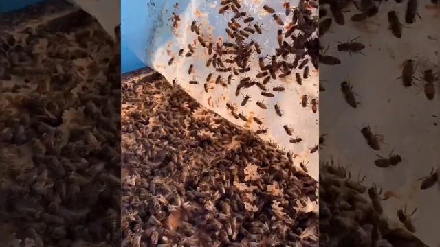 Зимовка пчел на улице. Подкормка пчел зимой канди из меда и пыльцы. Белковая подкормка пчелам смотреть онлайн