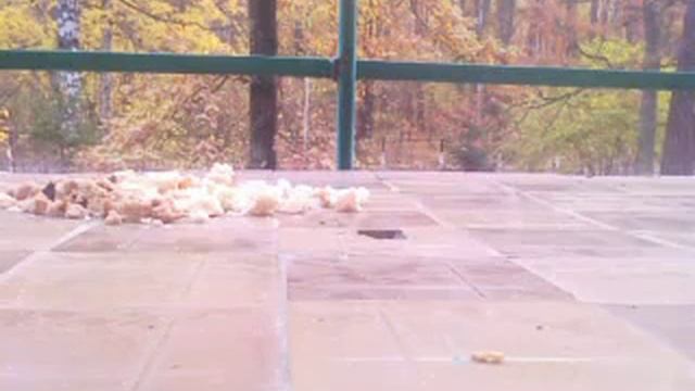 КОРМЛЕНИЕ ПТИЦ ЖИВЫМ ХЛЕБОМ смотреть онлайн