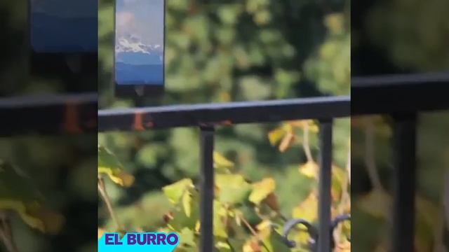 Некоторые захотели бы такой Айфон смотреть онлайн