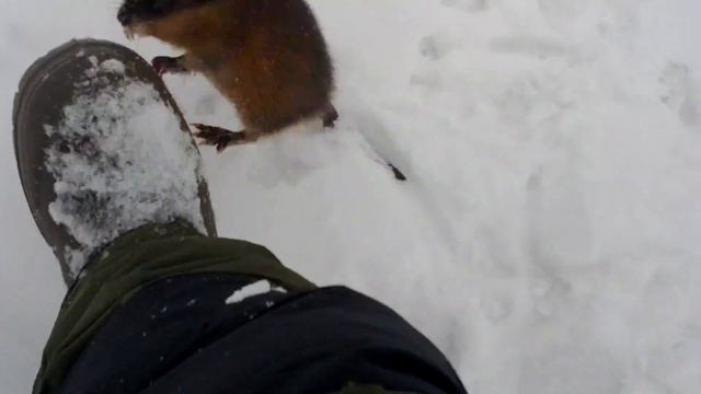 Крыса и зимние сапоги смотреть онлайн