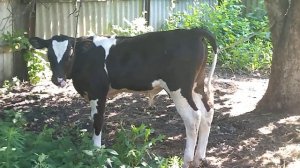 Выращивание бычка/телёнка в домашних условиях, выгодно или нет?