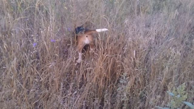 Бигль на охоте смотреть онлайн