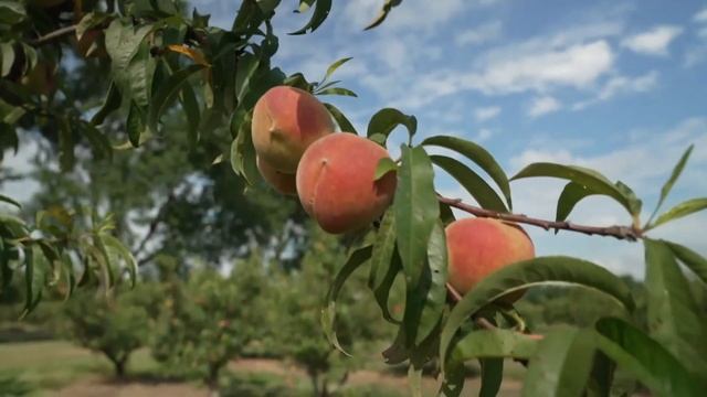 Warm winter devastated Georgia peach crops смотреть онлайн