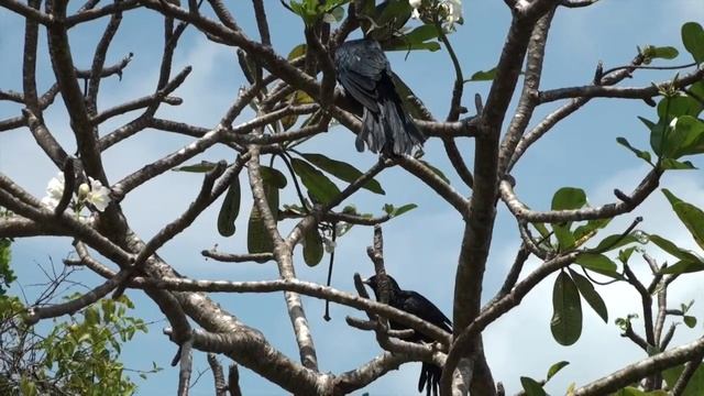 Sri Lanka, Marawila, Club Palm Bay. (Part 4) смотреть онлайн