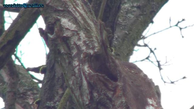 Glaucidium passerinum (Воробьиный сыч в дупле), воробьиный сыч, смотреть онлайн