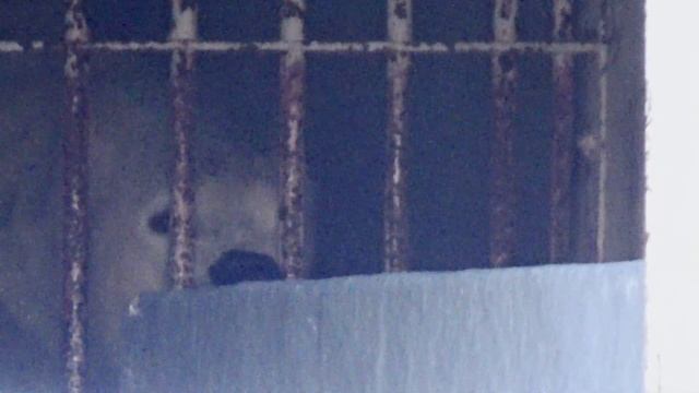 ホウちゃんのプレイルーム拝見?ミニプールの奥に控室があるのか【天王寺動物園】 смотреть онлайн